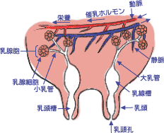 乳房しくみの画像