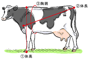 乳牛の体の構造イメージ