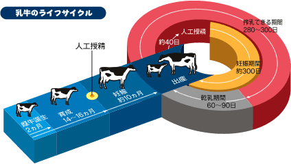 乳牛のライフサイクル