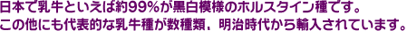 日本で乳牛といえば約99%が白黒模様のホルスタイン種です。
